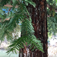 Mountain Girl Essential | Redwood Coast Soap Bar
