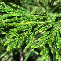 Mountain Girl Essential | Incense-Cedar Soap Bar