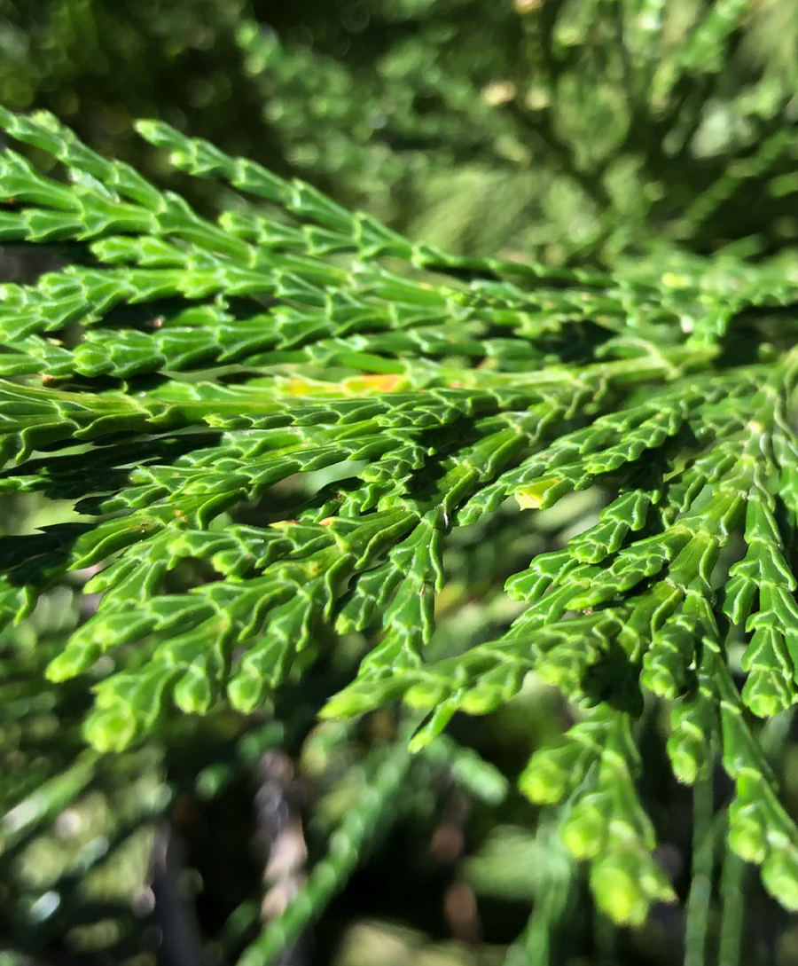 Mountain Girl Essential | Incense-Cedar Soap Bar