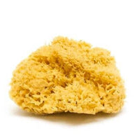 Natural Sea Sponge - Plastic Free Organic Sea Sponge: Honeycomb Sponge
